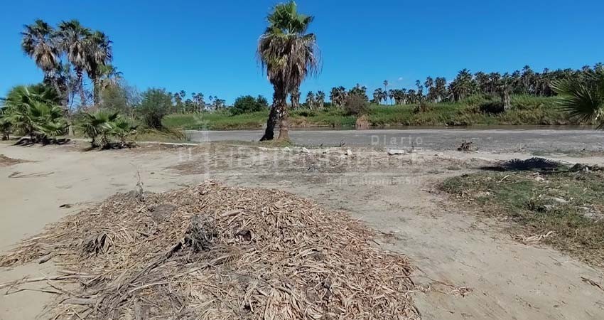 Intensifican limpieza del lirio acuático en Estero de SJC; ave endémica podría tener afectaciones