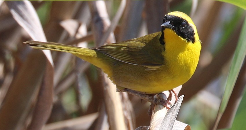 Investigación sobre la Mascarita Peninsular: un paso importante para la conservación de esta es-pecie en BCS