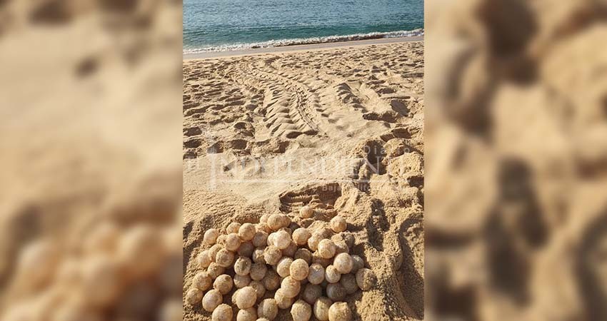 Luego de 10 años de no visitar esta zona, tortuga Laúd deja nido en la Bahía de CSL