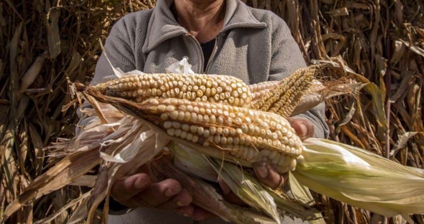 Productores de maíz piden a México acatar decisión de panel