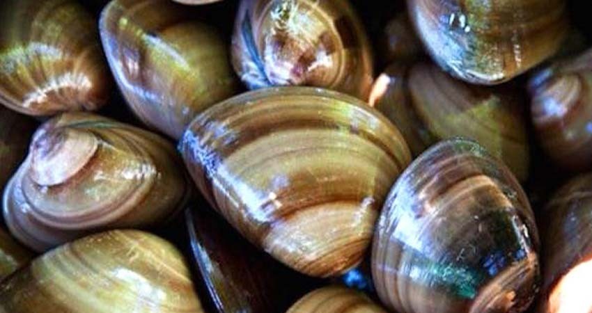 Captura BCS más de 166 mil toneladas de especies marinas