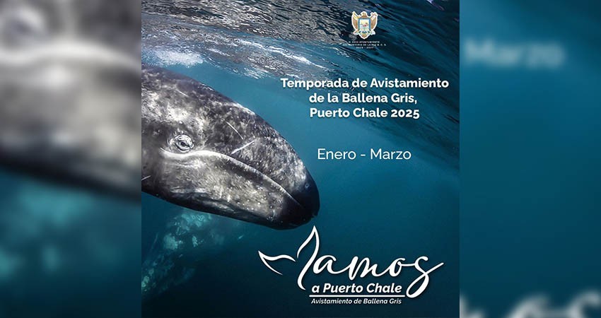 Turismo Municipal exhorta a la población a respetar los ejemplares de ballena gris