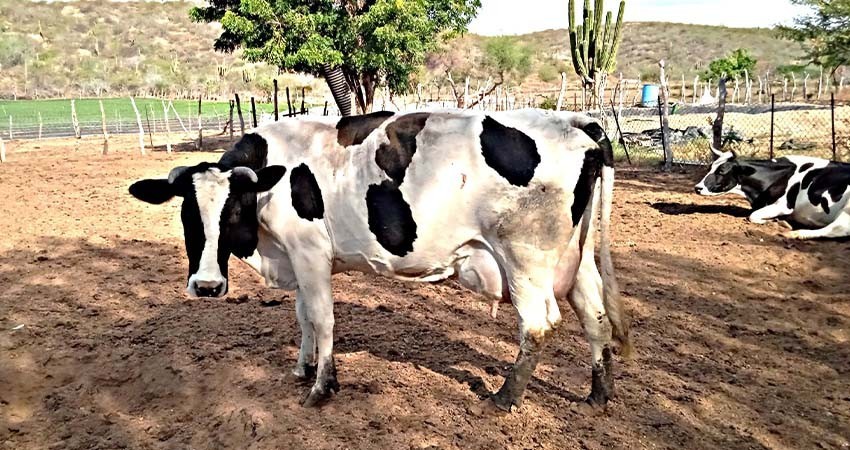 Trabaja gobierno estatal en estrategias para mantener la sanidad animal en BCS