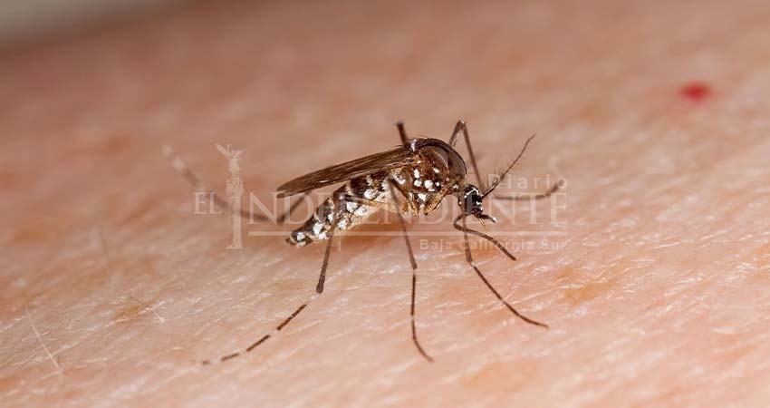 Bajas temperaturas han beneficiado al control de dengue en Los Cabos: Jurisdicción Sanitaria