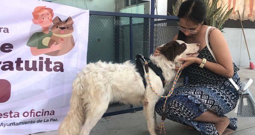 Realiza CEMAC más de mil esterilizaciones y cerca de 200 adopciones durante 2024