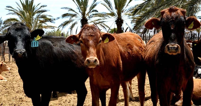 Fortalece SEPADA plan estratégico para atender la sequía en BCS