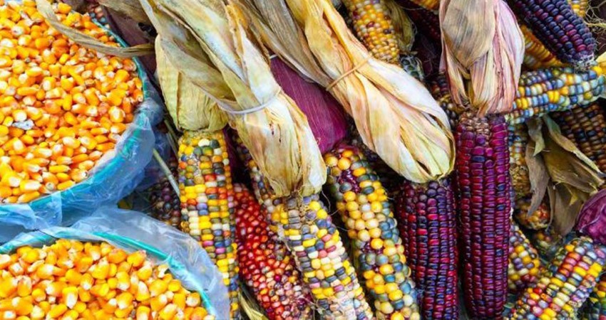 Sheinbaum envía iniciativa para prohibir el maíz transgénico