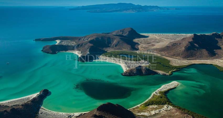 Trece especies del Golfo de California se encuentran en deterioro: Informe del N-Gen