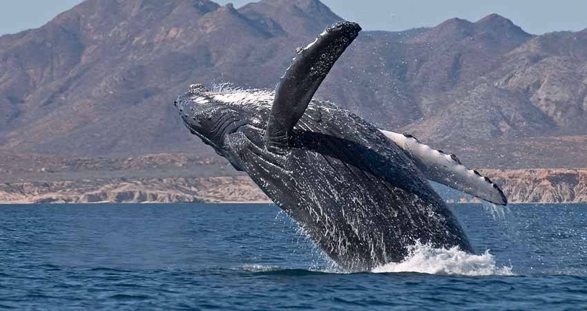 Proyecto Saguaro sería principal causa de muerte en ballenas del Golfo de California