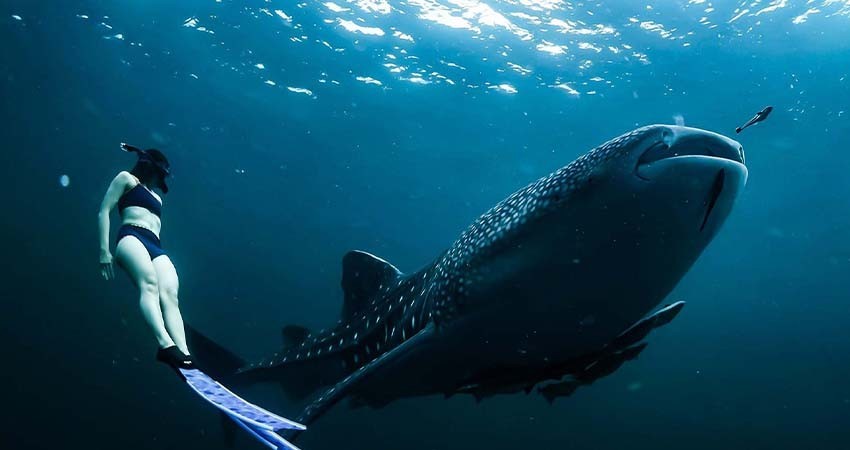 Suspenden avistamiento y nado con el Tiburón Ballena en la bahía de La Paz