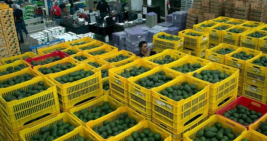 Aguacateros mexicanos confían en que las exportaciones a EU sigan por ‘buen camino’