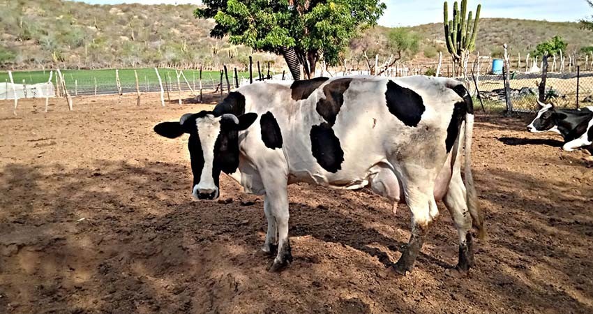 Avanza reactivación de la cuenca lechera del Valle de Santo Domingo