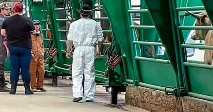 Cruza primer lote de ganado en pie de México a EU; se reabren las fronteras