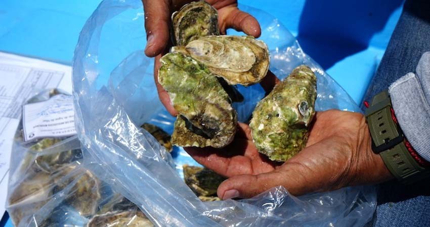 Cierran precautoriamente la extracción de moluscos bivalvos en la bahía de La Paz: COEPRIS