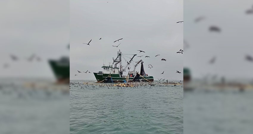 Supervisa FONMAR protección de especies marinas en la zona de Puerto Adolfo López Mateos