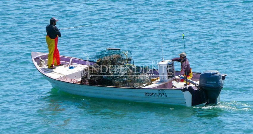 Debe ser prioridad de Claudia Sheinbaum fortalecer la investigación pesquera: ONG’s