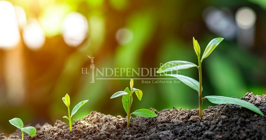 Por primera vez la ciudadanía podrá emitir su opinión respecto a las normativas en materia ecológica de BCS