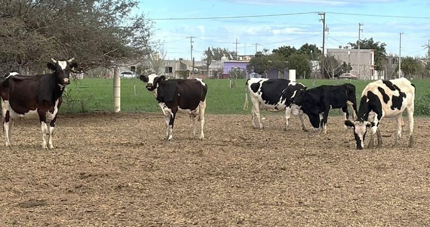 Más de 126 mdp ha invertido el Gobierno de BCS en apoyos para más de 7 mil ganaderos