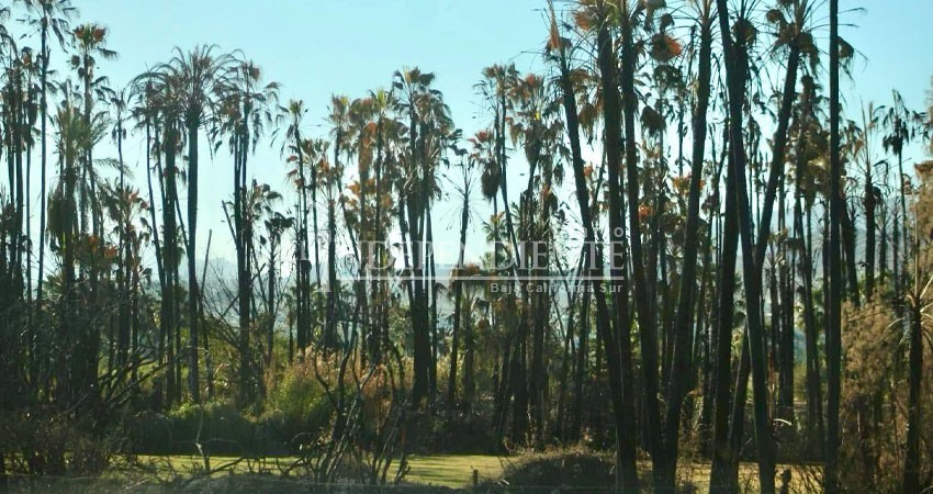 Falla eléctrica la causante de incendio en reserva del Estero Josefino: Bomberos