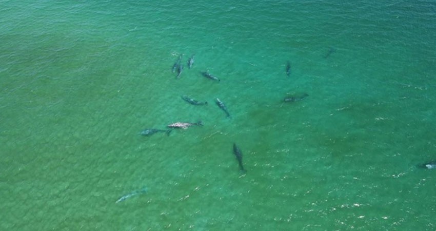 Reportan, por primera vez, la llegada de 50 ballenas a Cabo Pulmo