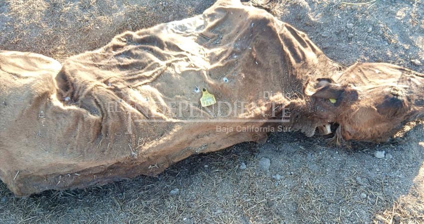 Piden ganaderos en Todos Santos que Gobierno Estatal haga declaratoria de "emergencia ganadera"