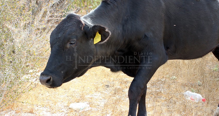 Advierte Castro Cosío que su administración no cuenta con recursos suficientes para apoyar a ganadores