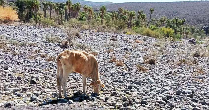Ganaderos piden al Gobierno Estatal realice declaratoria de "emergencia ganadera" por sequía