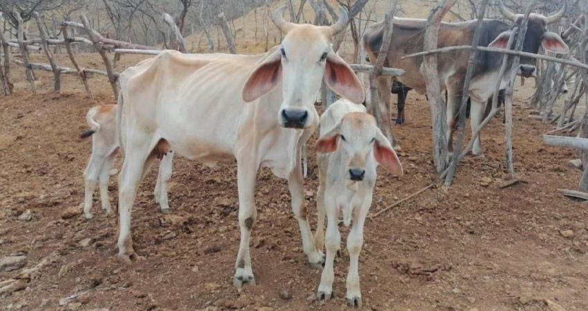 Proponen Plan Estratégico ante los embates de la sequía en BCS