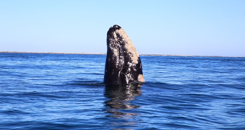 Un éxito la temporada de avistamiento de la ballena gris en Puerto Chale