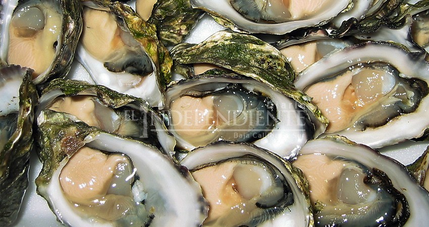 El emprendedurismo ostrícola sostenible con serios retos de financiamiento en BCS