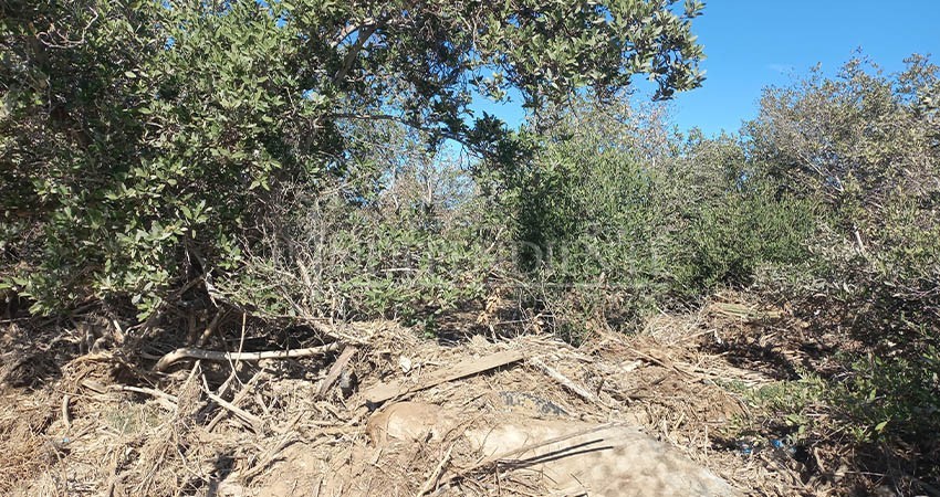 Manglares de La Paz gravemente dañados
