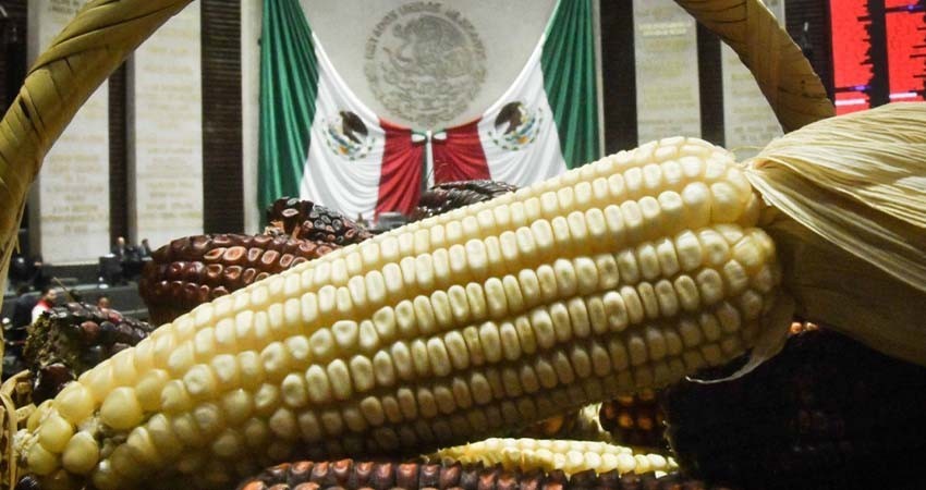Diputados declaran constitucionalidad de reforma de maíces nativos