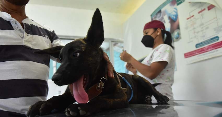 Desde el Congreso BCS, promueven campañas masivas de esterilización animal