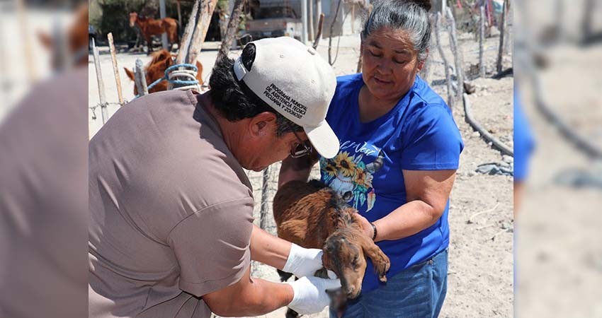 Ayuntamiento de La Paz brinda atención veterinaria gratuita en rancherías de Los Dolores
