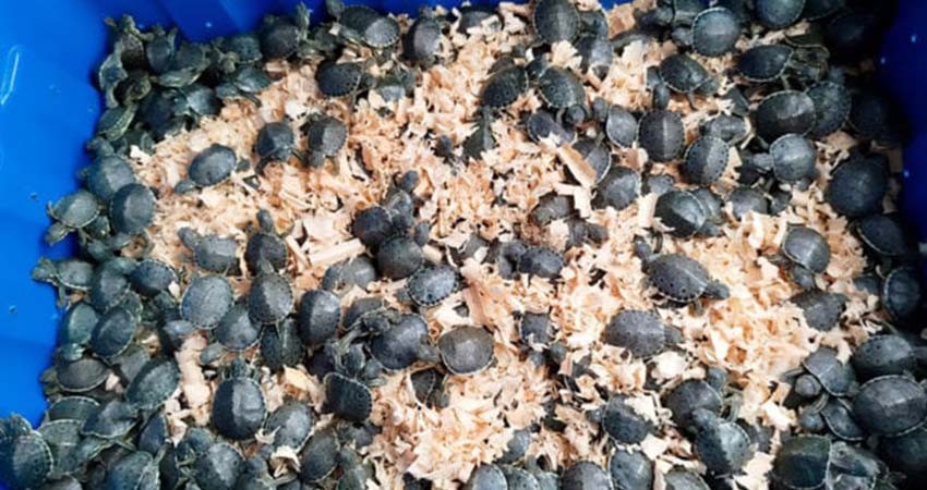 Autoridades frenan contrabando de 320 crías de tortuga pavo real