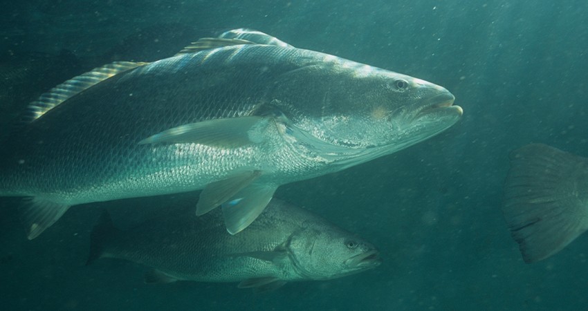 Avanza aprobación a totoaba de cultivo; respaldo unánime