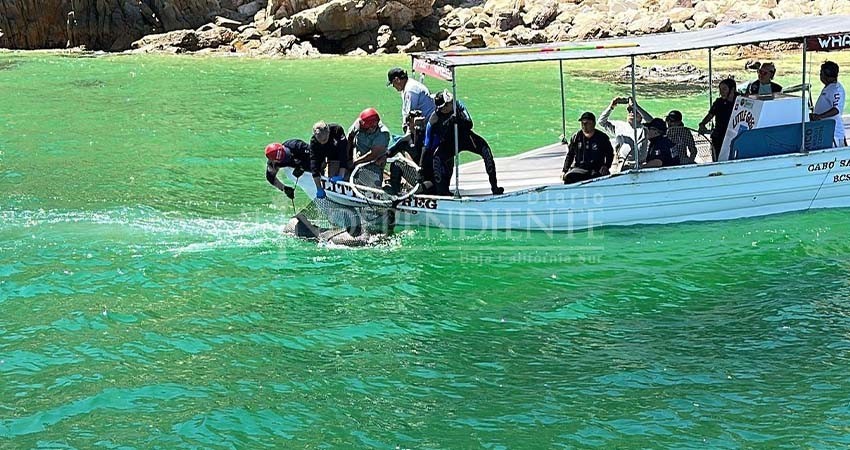 Rescatan autoridades a lobo marino en CSL, tenía un anzuelo incrustado en el hocico