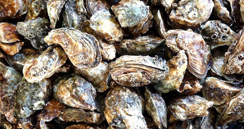 De manera temporal suspende COEPRIS la extracción de moluscos bivalvos en tres zonas de Mule-gé