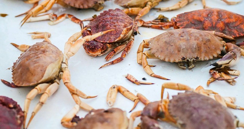 Pesca furtiva de jaiba: el golpe a las exportaciones hacia Estados Unidos