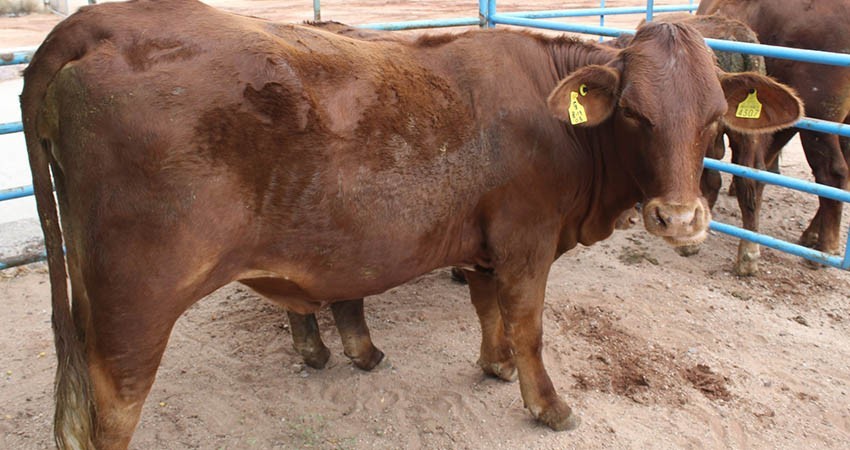 Impulsa SEPADA a la ganadería de BCS a través de plan estratégico