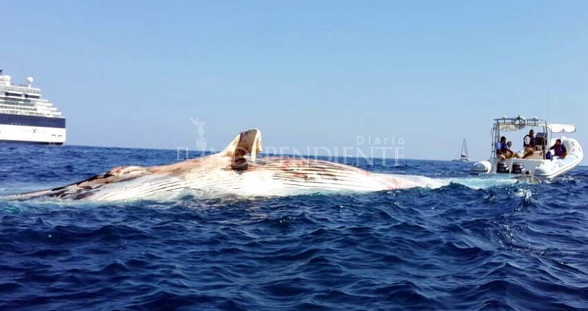 Aumenta el número de muertes de ballena gris