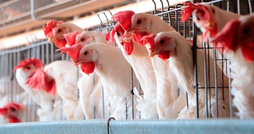 México activa protocolo sanitario por presencia de influenza aviar en una granja en Nuevo León