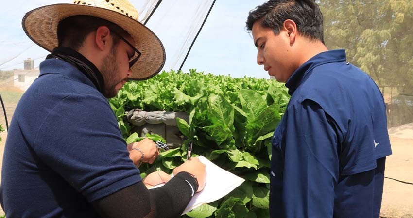 Estudiantes de UABCS participan en proyecto de investigación sobre hidroponía adaptada al clima sudcaliforniano
