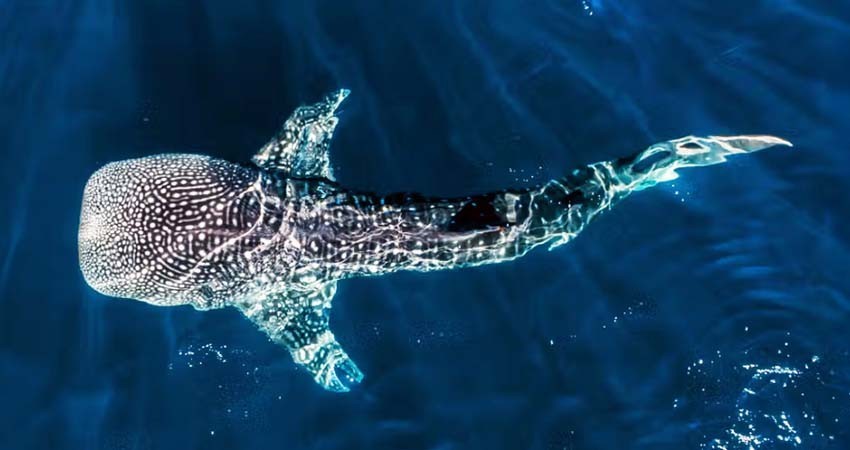 Inician los trabajos para el Homenaje Festival del Tiburón Ballena
