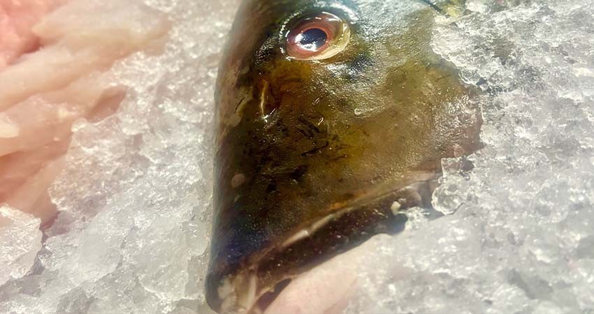 Recomiendan a la población consumir pescados y mariscos frescos