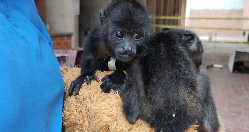 Denuncian a exfuncionaria de Semarnat por muerte de nueve crías de mono saraguato