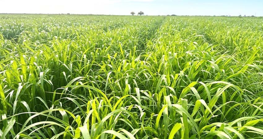 Gobierno Federal y Estatal, destinan 24 mdp en apoyo del sector ganadero para combatir la sequía