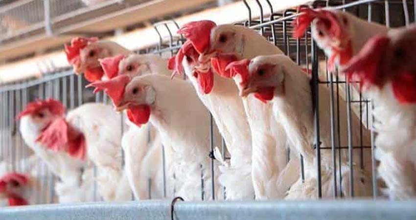 México suspende importación de productos avícolas de Brasil por influenza