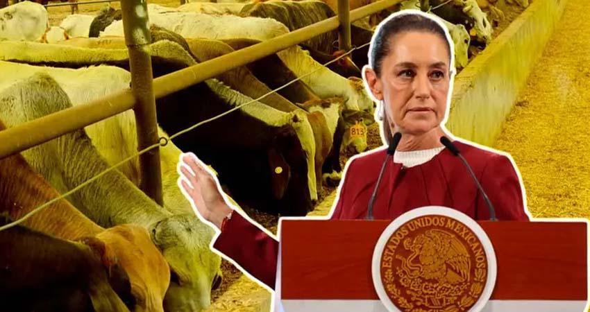 Sheinbaum admite que ‘no hay fecha’ para reanudar exportaciones de ganado a EU por plaga