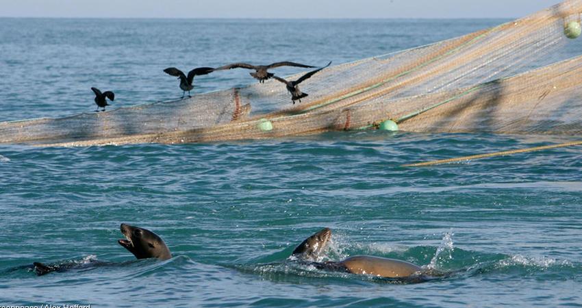 Senadora presenta denuncia por sobrepesca de barcos atuneros en Baja California Sur